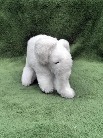 Small white plush Elephant from top